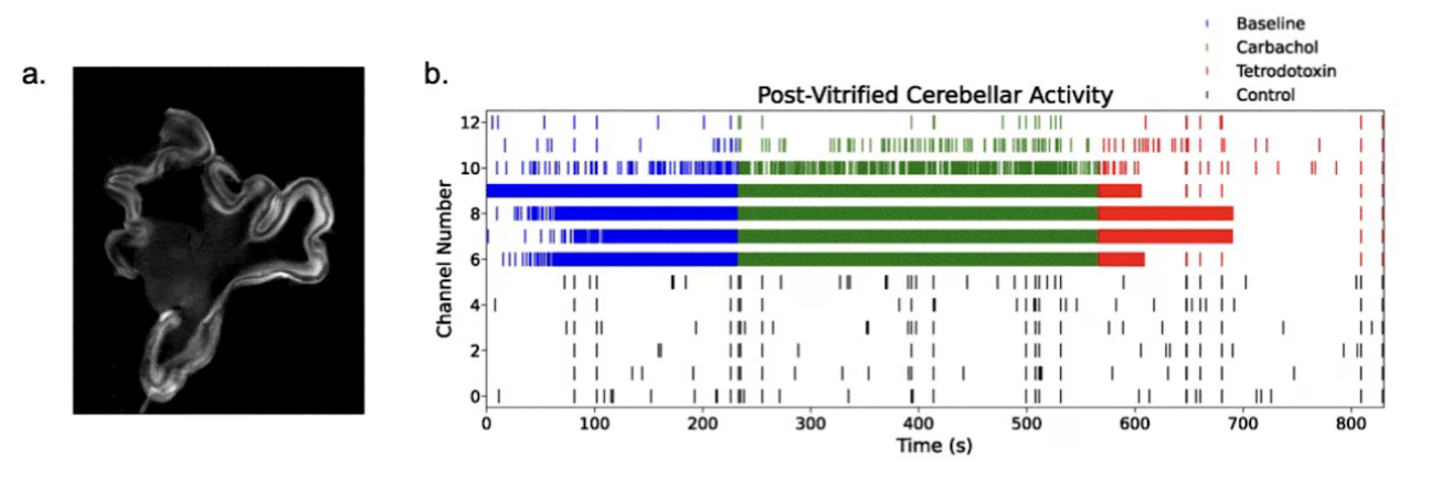 a) Cerebral slice morphology post-cryopreservation, b) Thawed cerebral slice channel activity at thawed baseline  